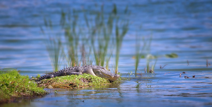 Alligator Basking in the Sun Photograph by Mark Andrew Thomas