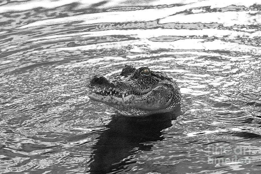 Alligator Black and White Artistic Photograph by Luana K Perez