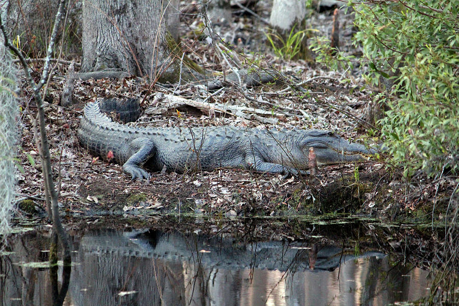 Alligator Blending In Photograph by Cynthia Guinn