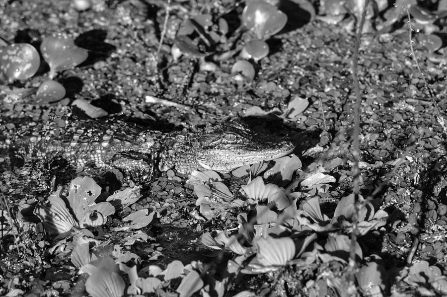 Alligator Camo Photograph by Joseph Caban