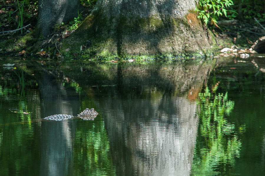 Alligator Canal Photograph by Brian Green
