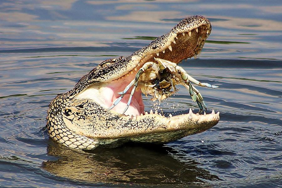 Jaws Photograph - Alligator Catching and Cracking a Blue Crab by Paulette Thomas