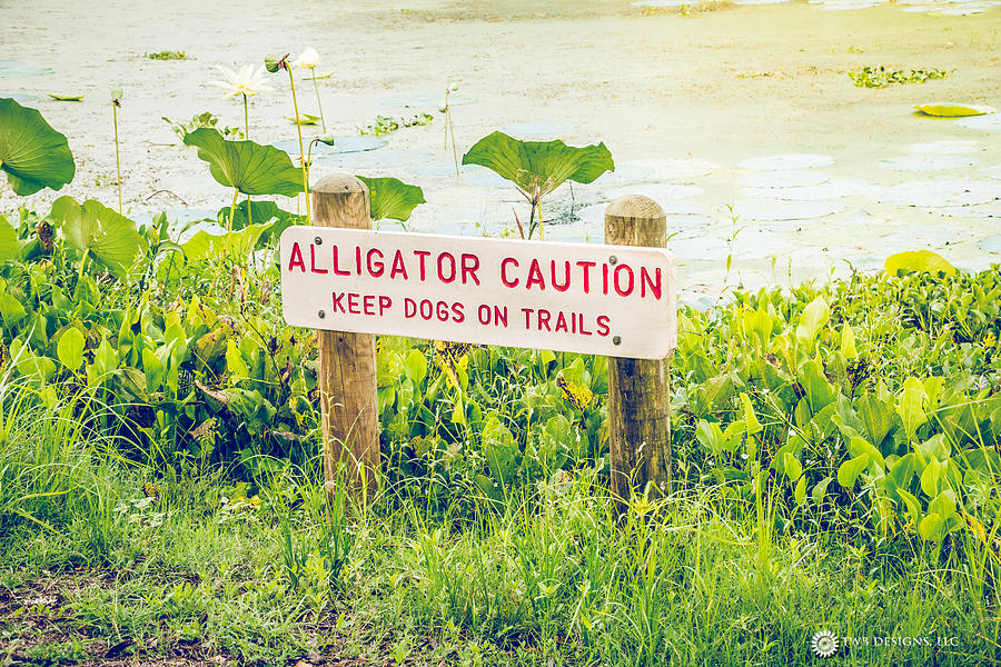 Alligator Caution Photograph by Teresa Blanton