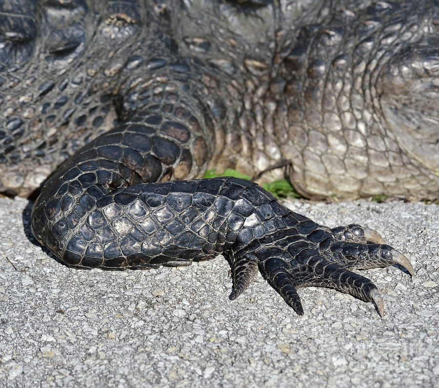 Alligator Claw Photograph by Svetlana Foote