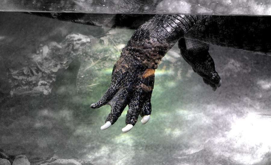 Alligator Claws Photograph by Kathy Barney