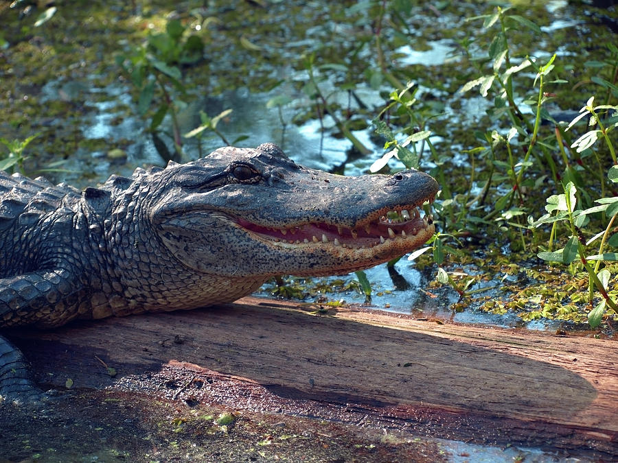 Alligator Close Up in a Louisiana Swamp Photograph by Mary Capriole