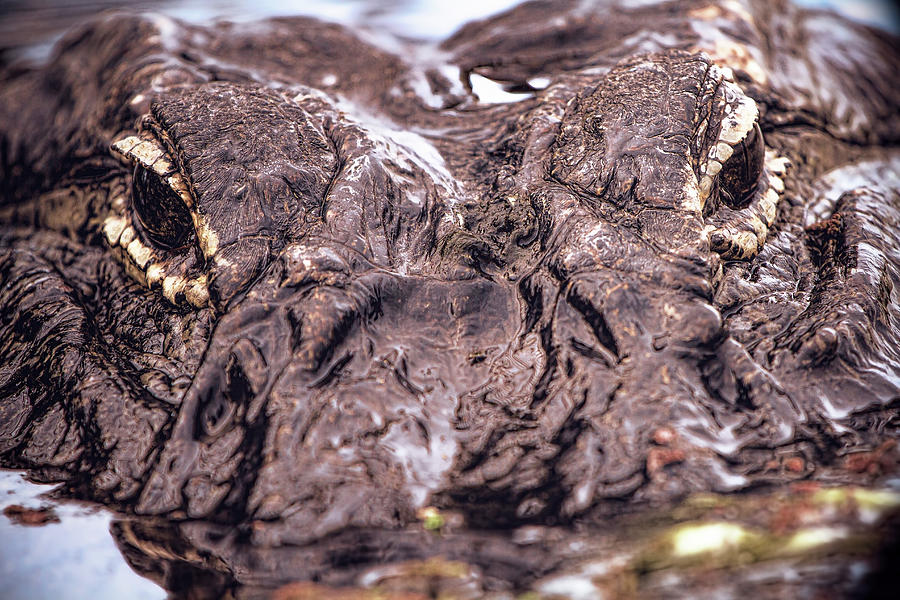 Alligator Close Up Photograph by Mark Andrew Thomas