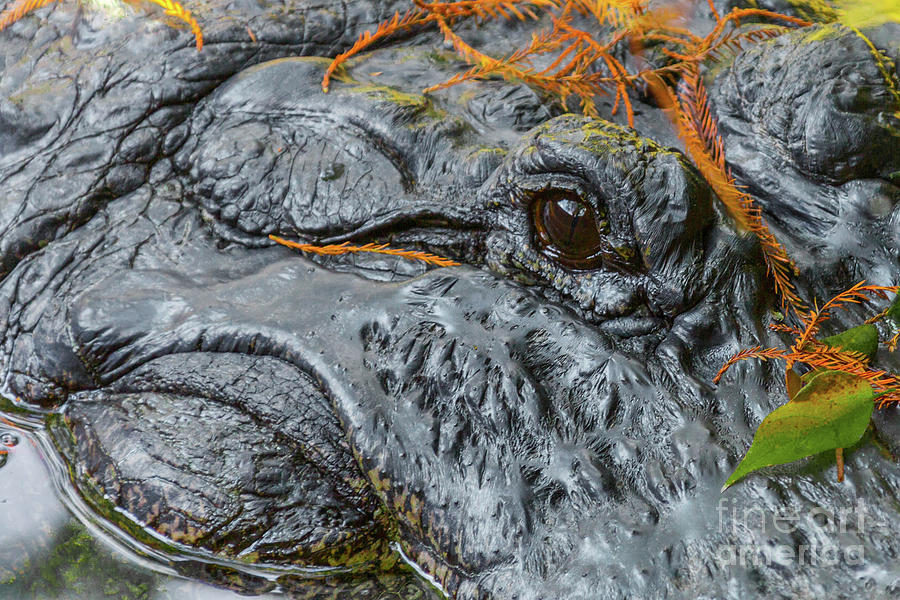 Alligator Close-Up Portrait Photograph by Kimberly Blom-Roemer
