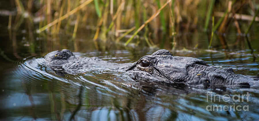 Alligator closeup-2-0600 Photograph by Steve Somerville