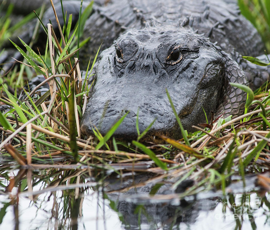 Alligator closeup 0642A Photograph by Steve Somerville