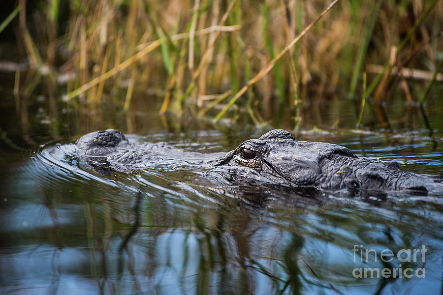 Alligator closeup1-0600 Photograph by Steve Somerville