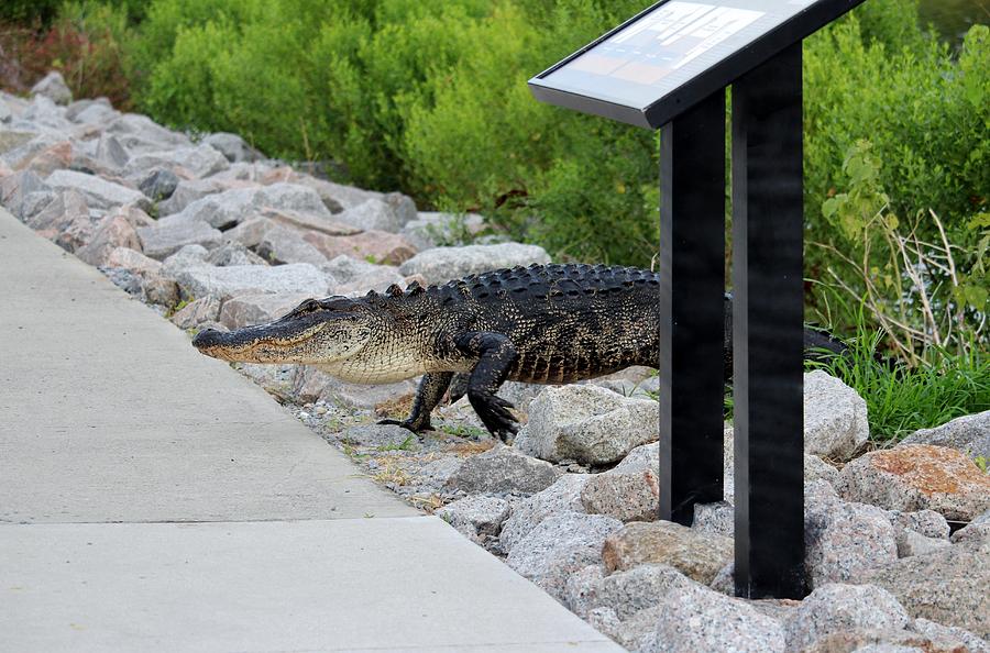 Alligator Coming Up For A Stroll Photograph by Cynthia Guinn