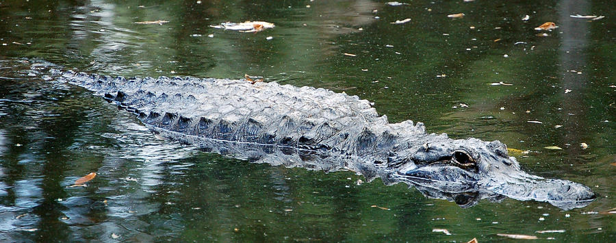 Alligator Crawl Photograph by Donna Proctor