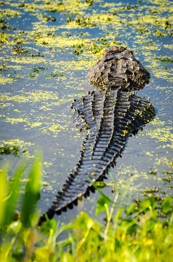 Alligator Photograph by David Hart