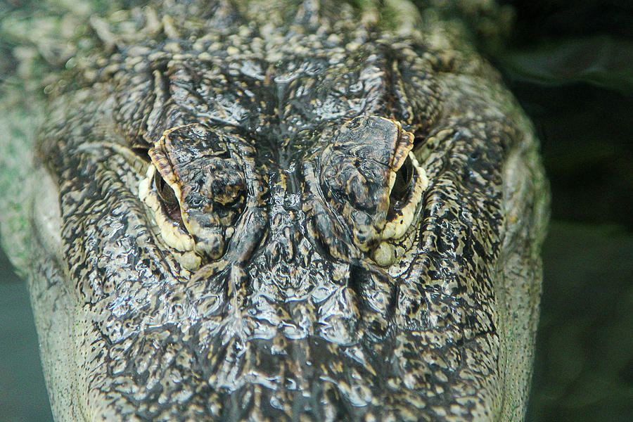 Alligator  Photograph by David Stasiak
