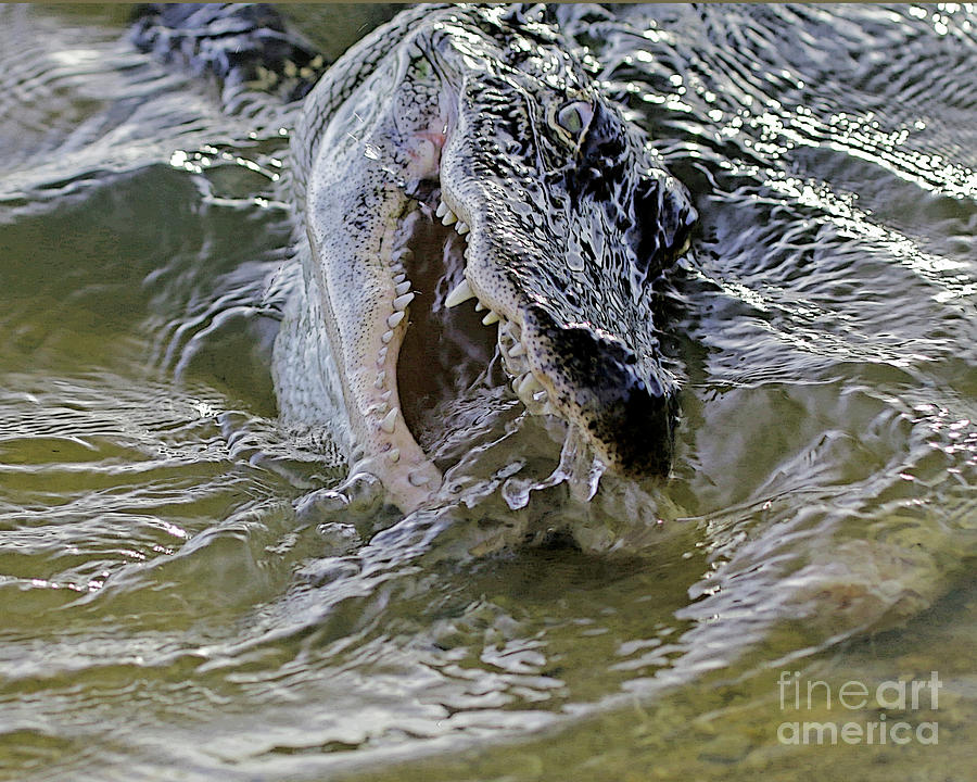 Alligator Dinner Time Photograph by Luana K Perez