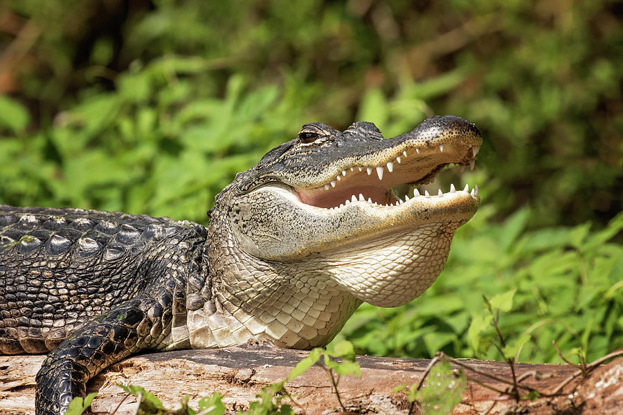 Alligator Photograph by Eilish Palmer - Fine Art America