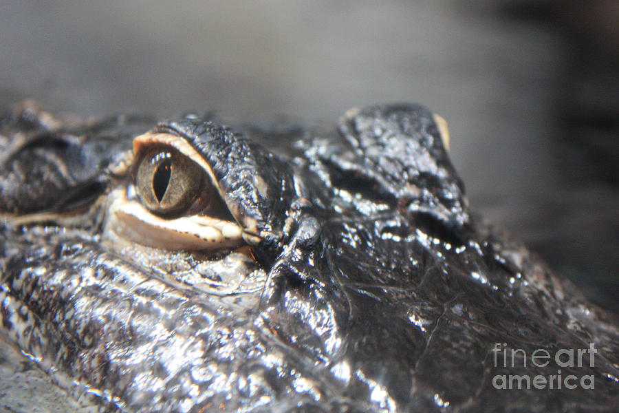 Alligator Eye Photograph