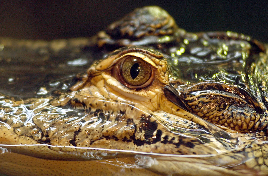 Alligator eye close up-2 Photograph by Steve Somerville