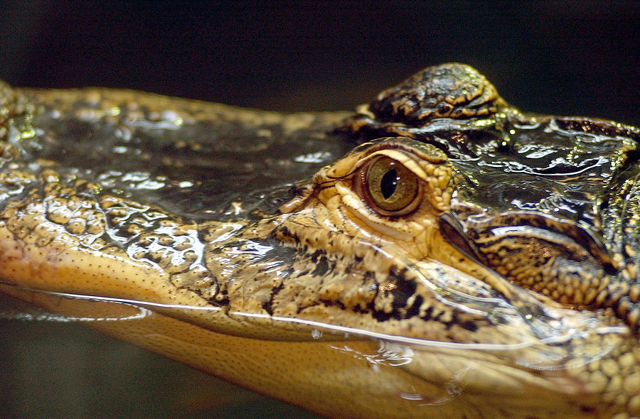 Alligator eye close up Photograph by Steve Somerville