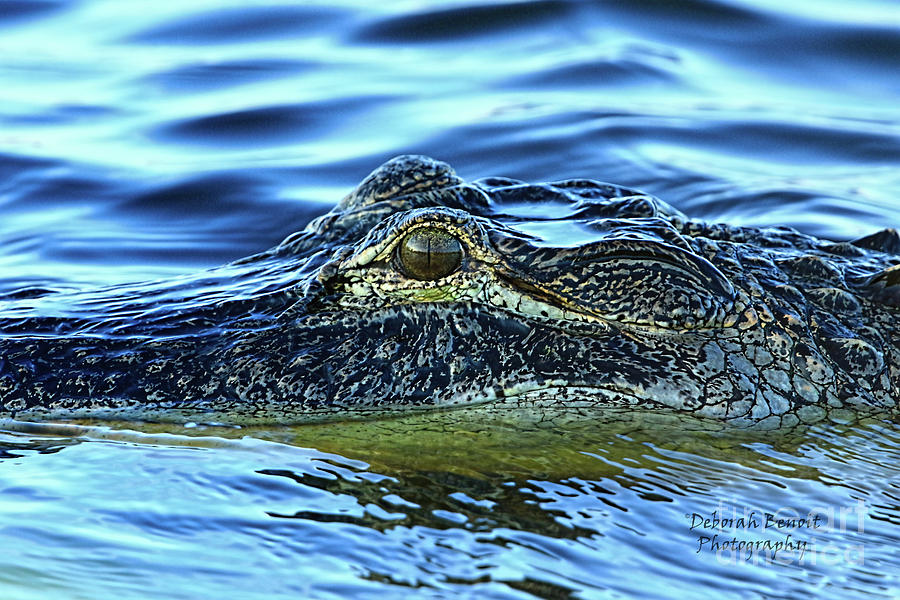 Alligator Photograph - Alligator Eye by Deborah Benoit