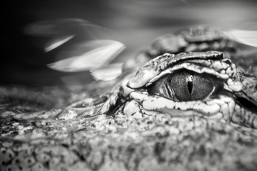 Alligator Eye Photograph by Don Johnson