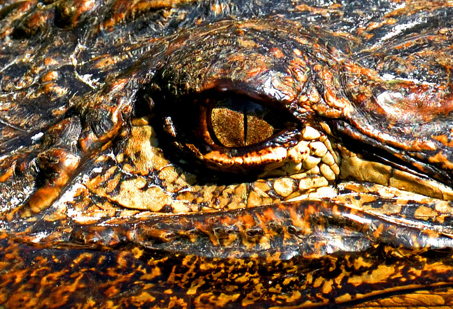 Alligator Eye  Photograph by George Bostian