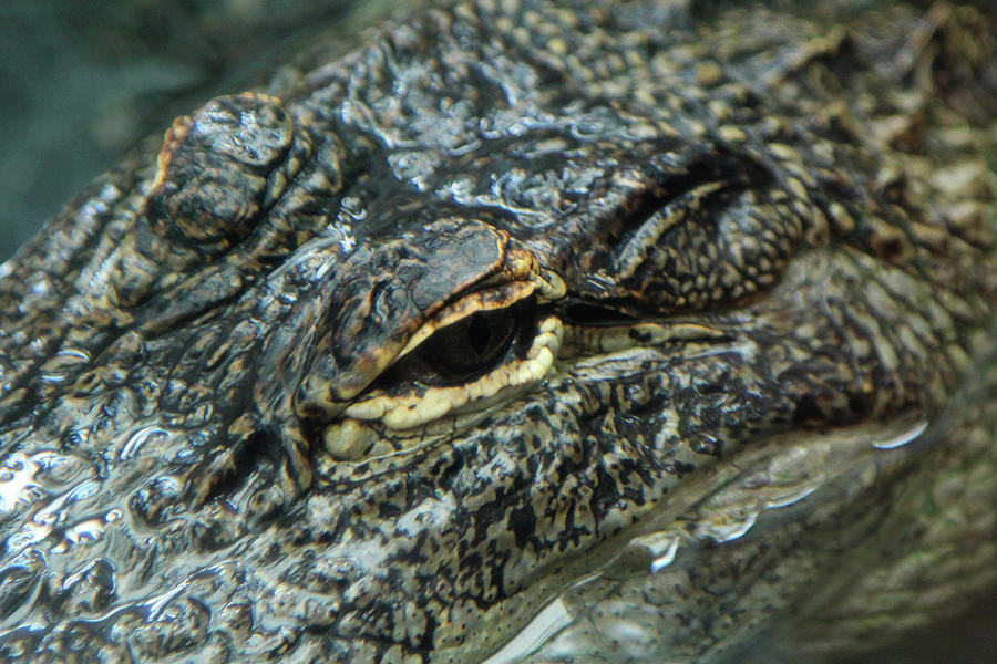 Alligator Eyes Photograph by David Stasiak