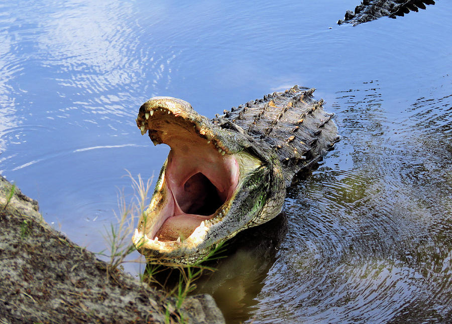 Alligator Growl Photograph by Rosalie Scanlon