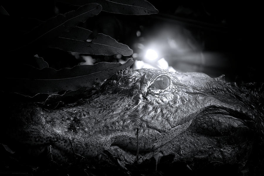 Alligator Guarding Nest Photograph by Mark Andrew Thomas