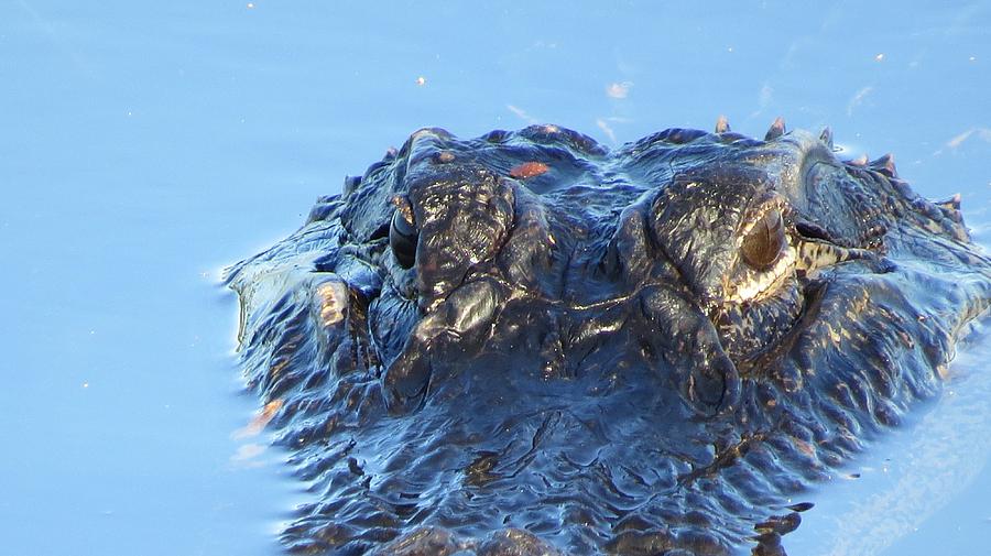 Alligator Head Closeup Photograph by Melinda Saminski