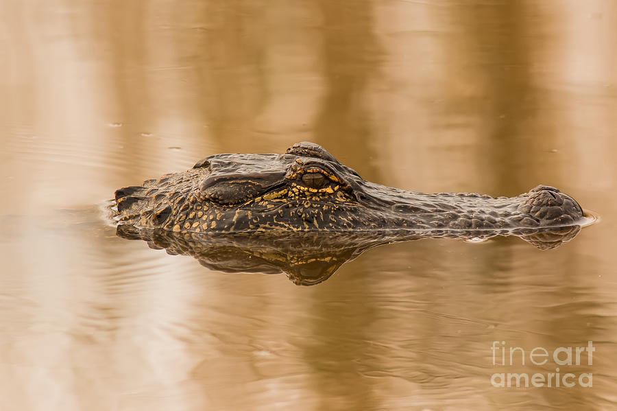 Alligator Head Photograph by Robert Frederick