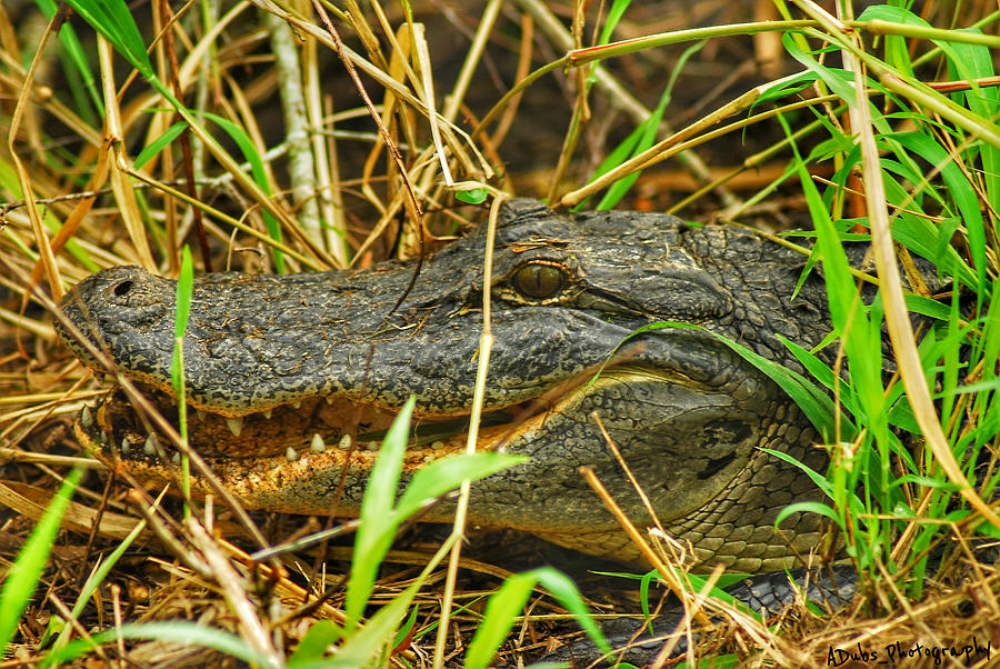 Alligator Head Shot Photograph