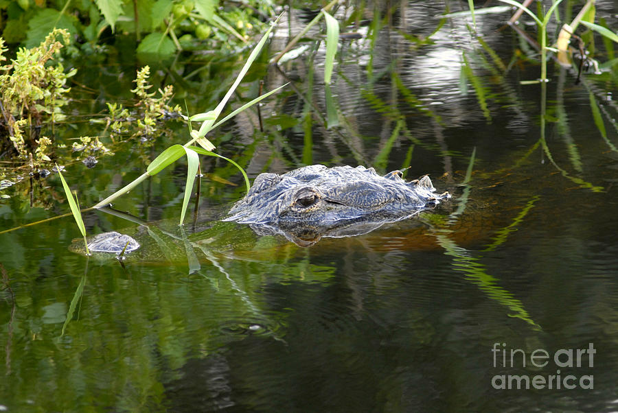 Alligator Hunting Photograph by David Lee Thompson
