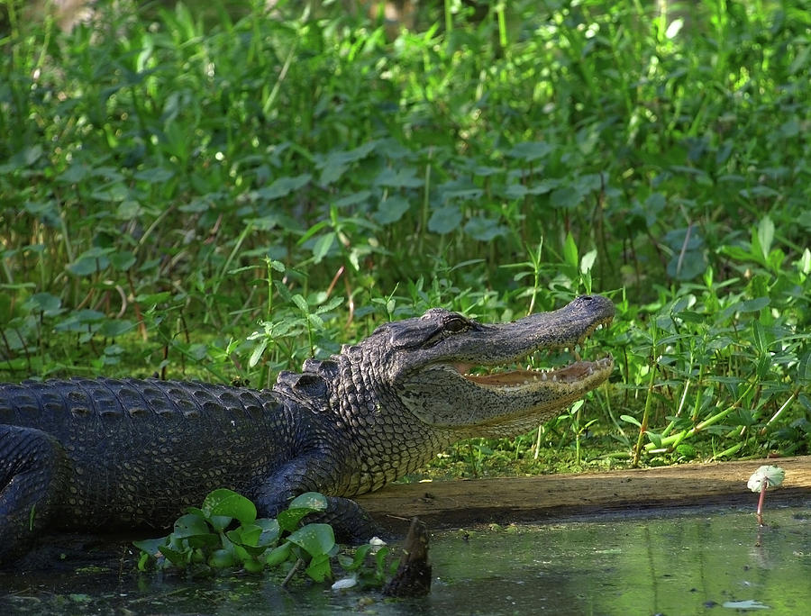 Alligator in a Green Bayou in Louisiana Photograph by Mary Capriole