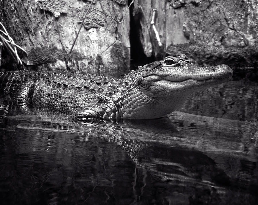 Alligator In Black and White Photograph by Greg and Chrystal Mimbs - Pixels