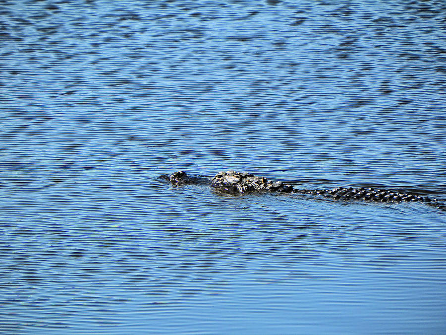 Alligator in Blue Waters Photograph by Rosalie Scanlon