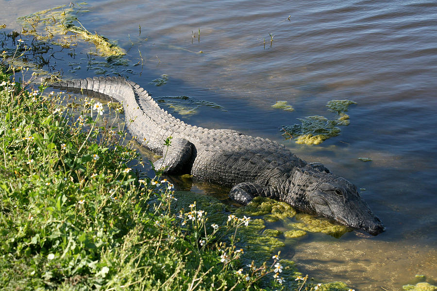 Alligator In Color Photograph by Lita Kishbaugh