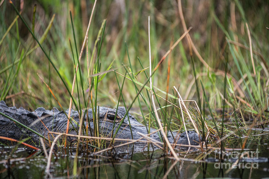 Alligator in Grass 0609 Photograph by Steve Somerville