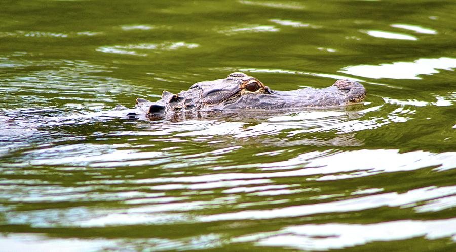 Alligator Photograph - Alligator in July by James Potts
