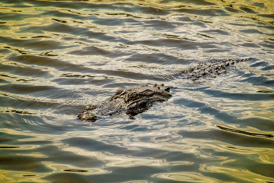 Alligator in lake Alice Photograph by Louis Ferreira