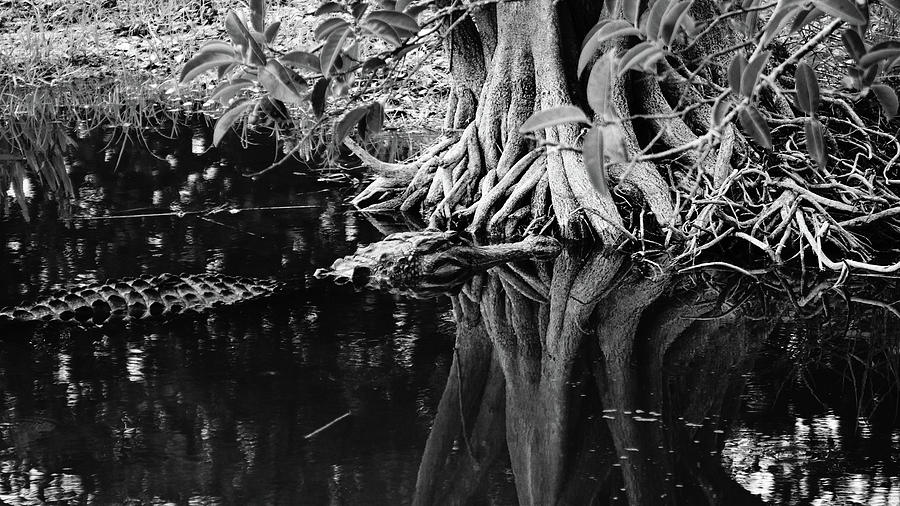 Alligator in Roots Delray Beach, Florida Photograph by Lawrence S Richardson Jr
