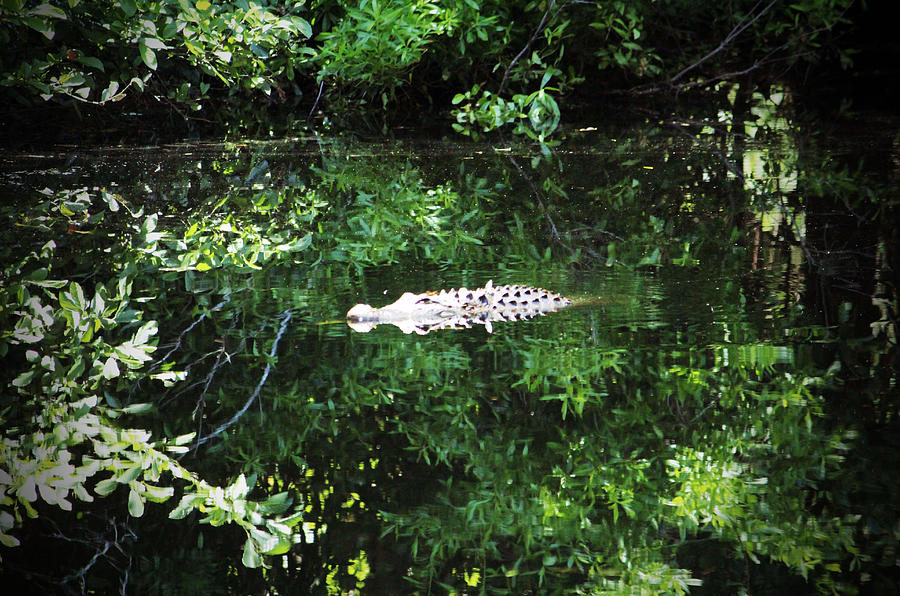 Alligator In The Middle Photograph by Cynthia Guinn