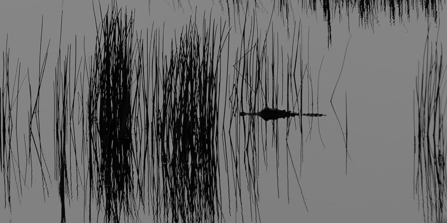 Alligator in the Reeds Photograph by Ed Gleichman