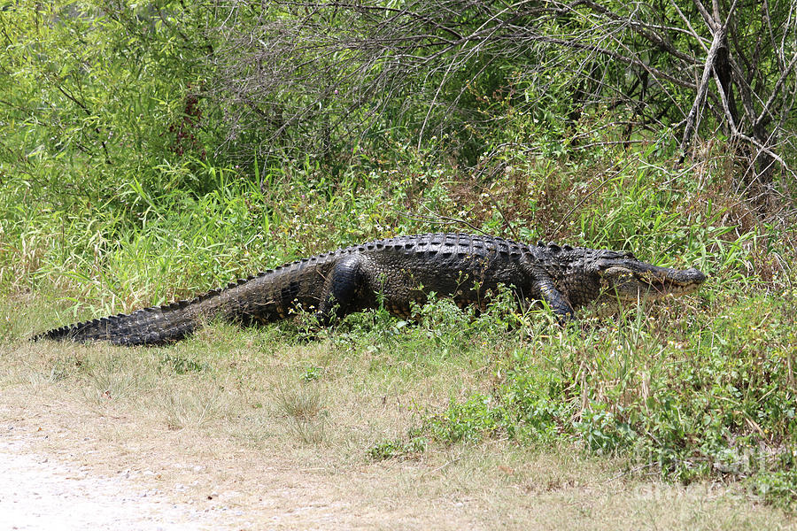 Alligator In The Wildflowers Photograph