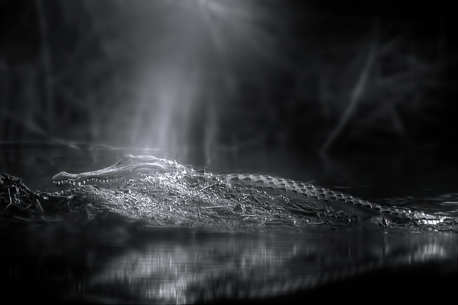 Alligator Island Photograph by Mark Andrew Thomas