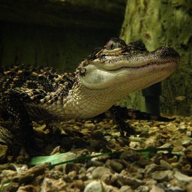 Alligator Photograph - Misses Alligator by Jeffrey Domke
