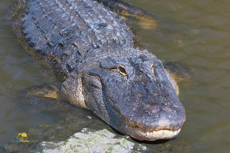 Alligator Photograph by Jim Thompson