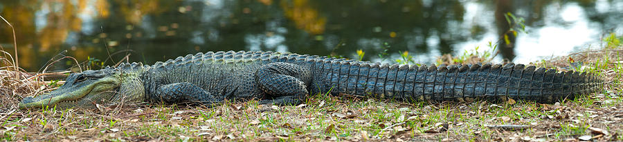 Alligator Photograph by Joye Ardyn Durham