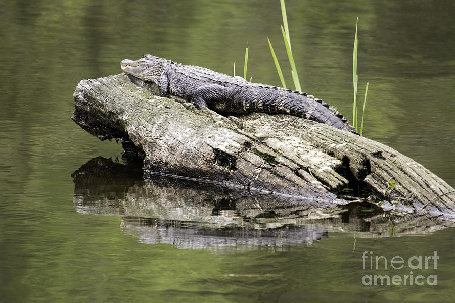 Alligator laying a log Photograph by Jeannette Hunt